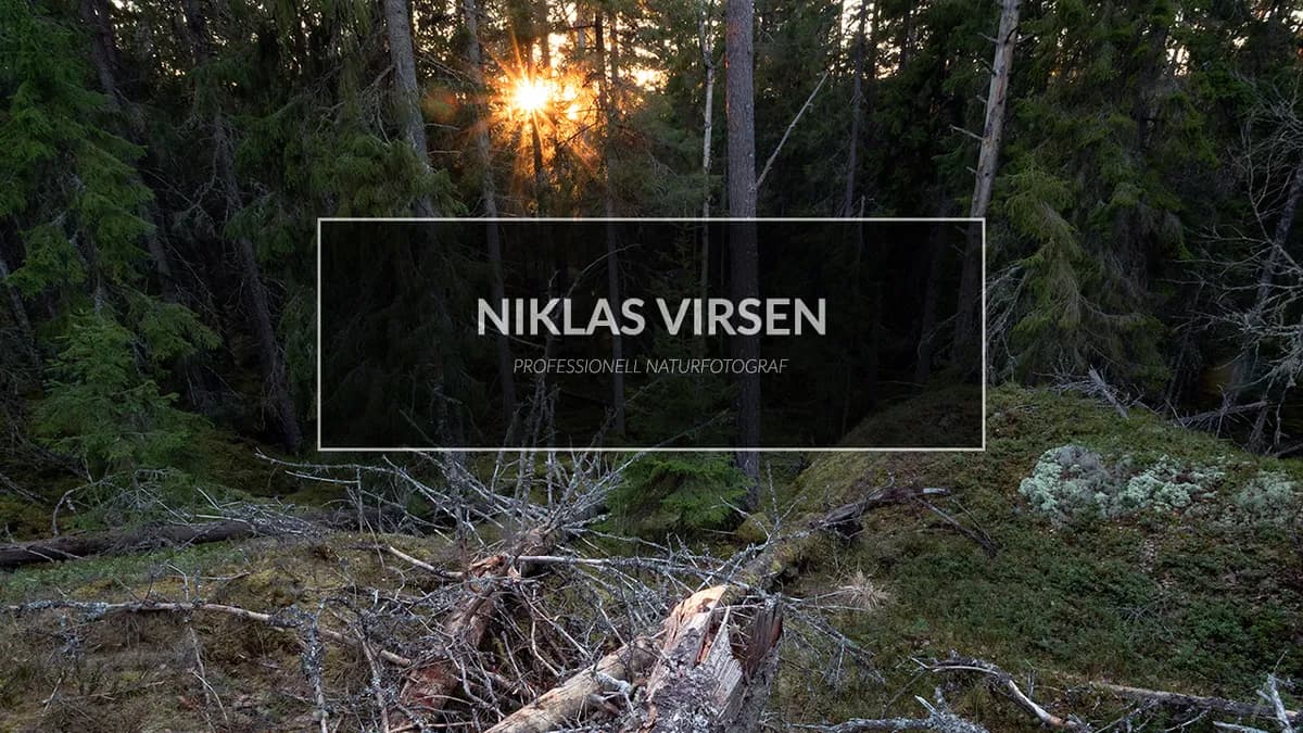 Jag fotograferar i gammelskogen – få ordning på kaoset.