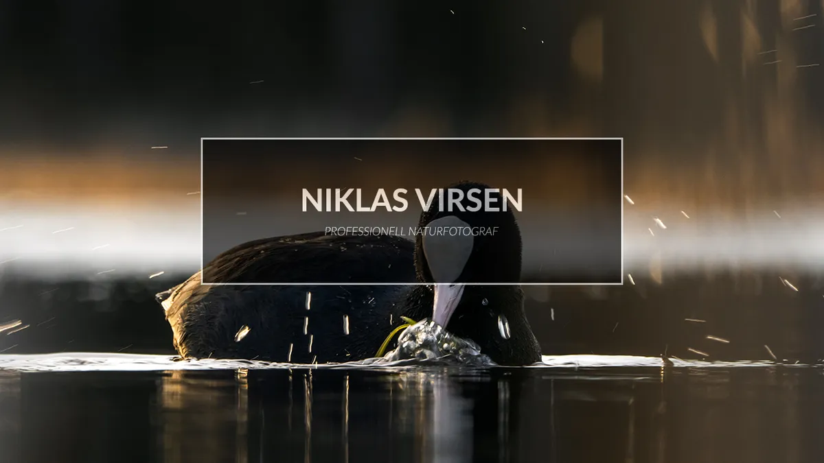Fotograferar sothönor och vårens fåglar.