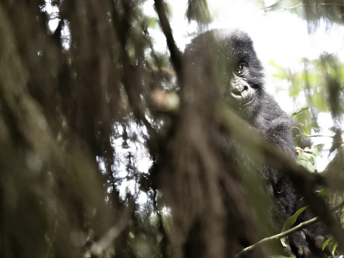 Följ med till bergsgorillorna i sydvästra Uganda.