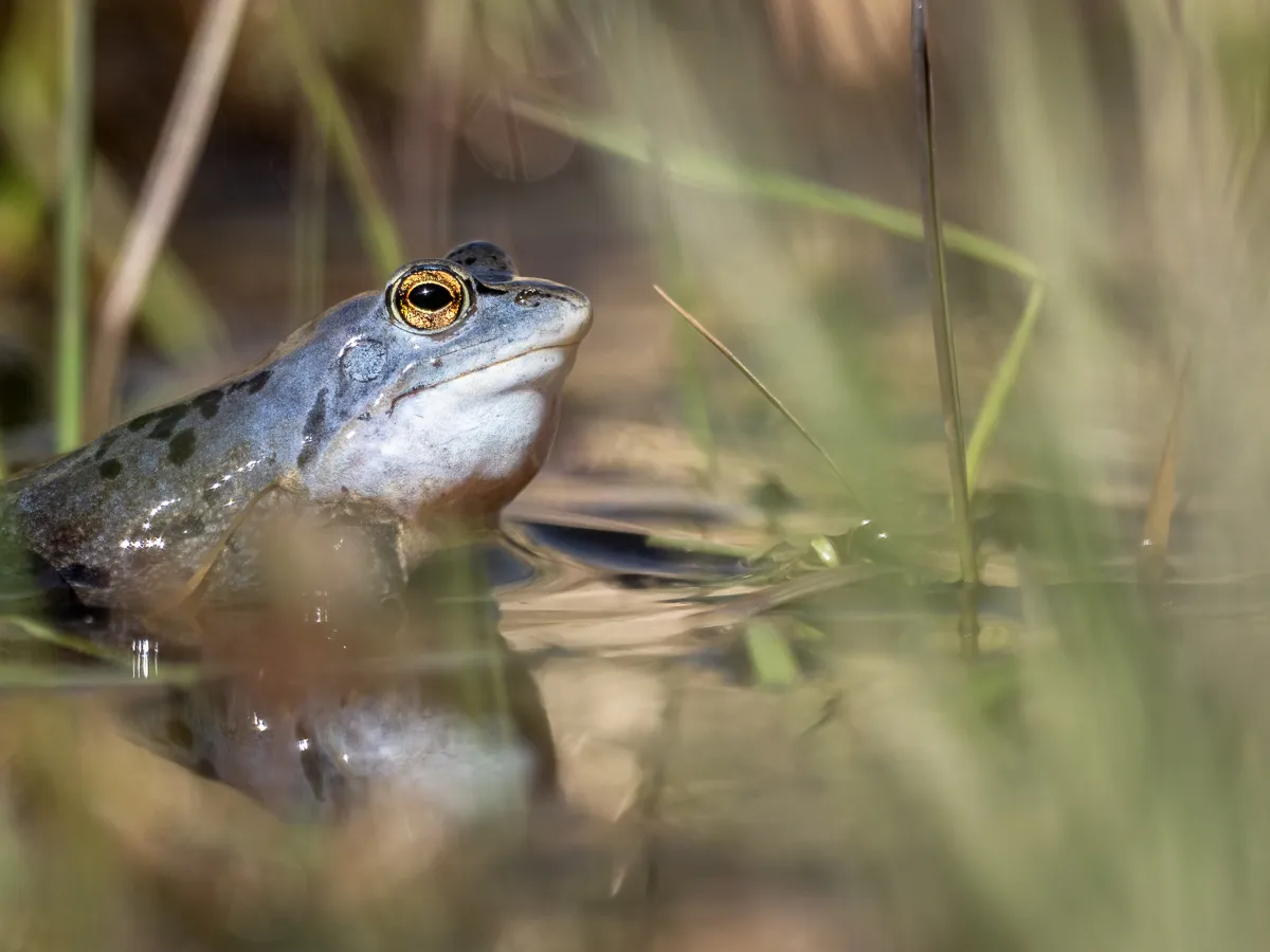 Fotograferar vårens lekande åkergrodor.