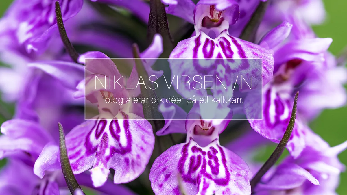 Fotograferar orkidéer på ett kalkkärr.