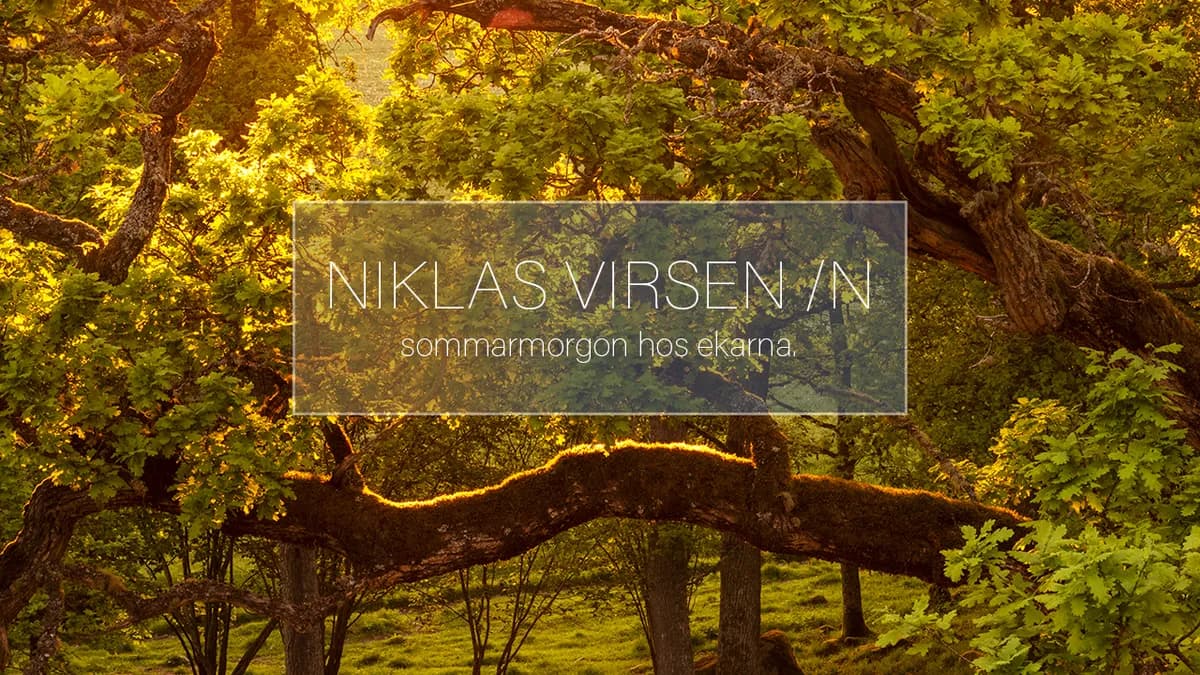 Sommarmorgon hos ekarna (därför ska du gå upp 04:00)