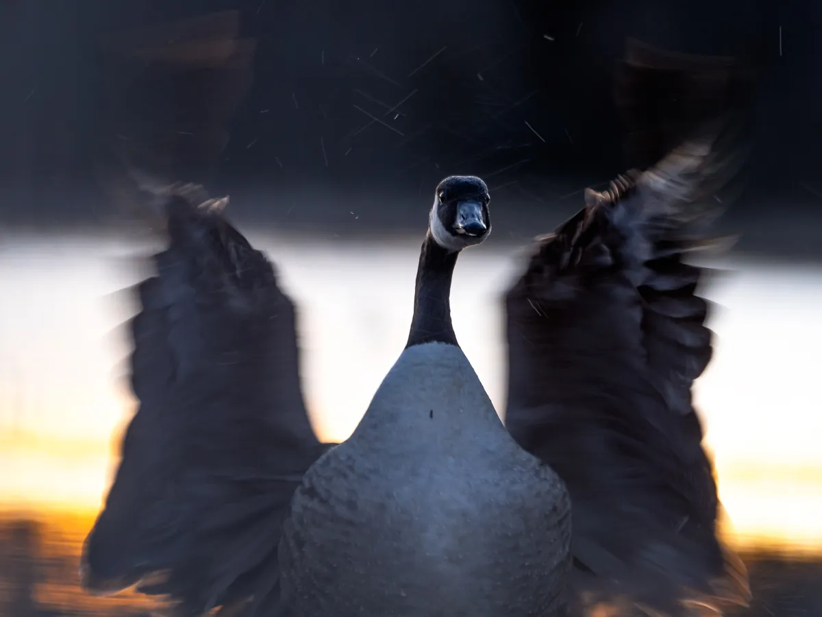 Skapa magi i din naturfotografering.