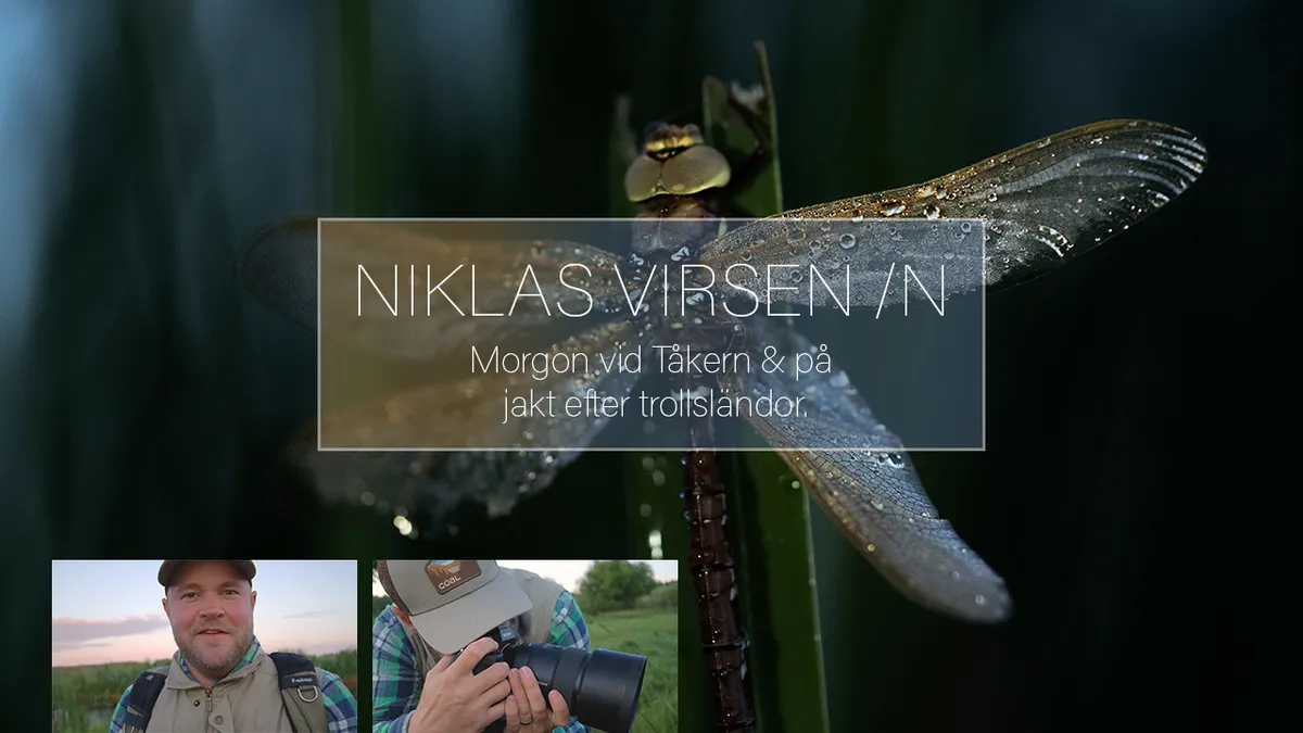 Morgon vid Tåkern & på jakt efter trollsländor