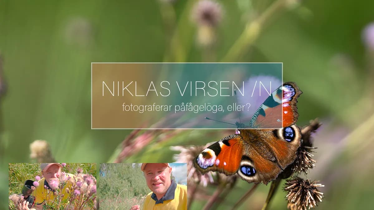 Fotograferar påfågelöga, eller?