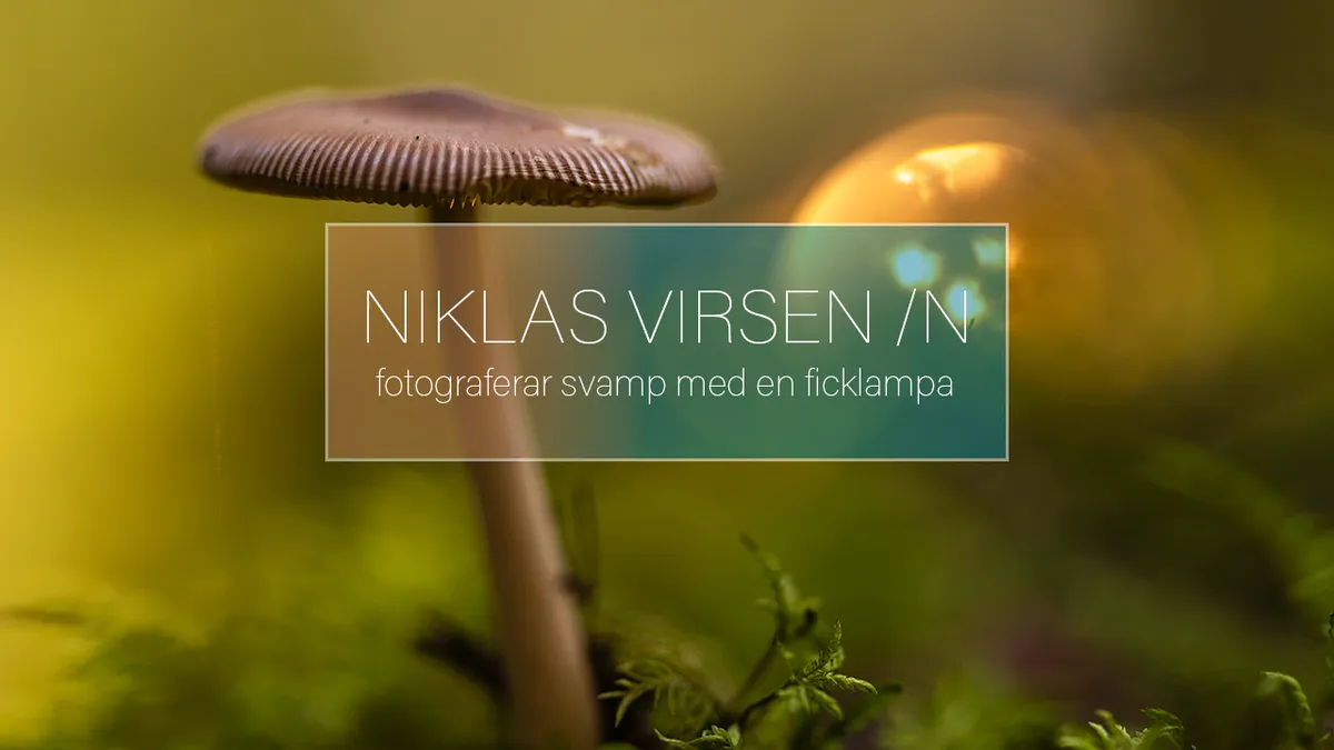 Fotograferar svamp med en ficklampa.