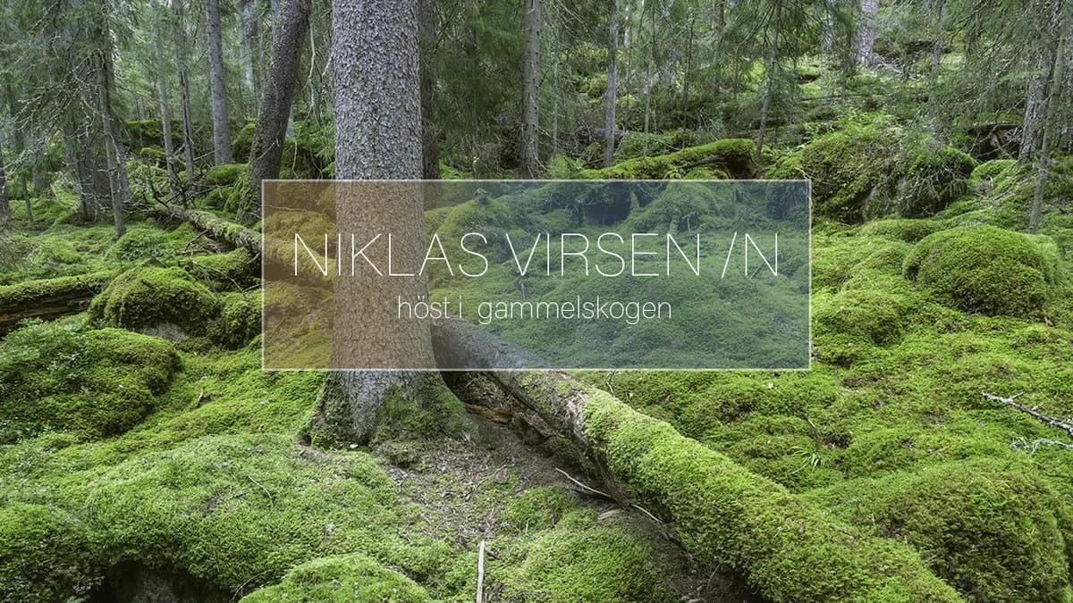 Höst i gammelskogen.