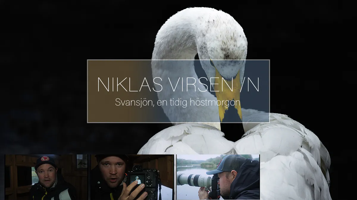 Svansjön i dimma – Att fotografera svanar.