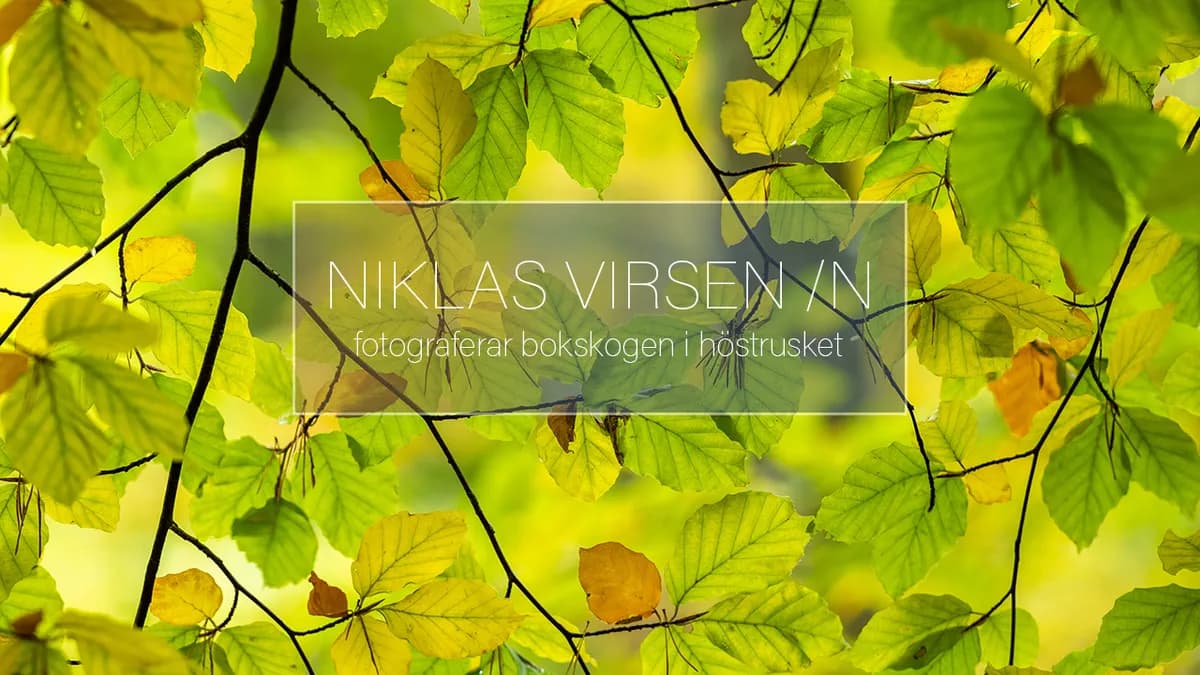 Fotograferar bokskog i höstrusket.