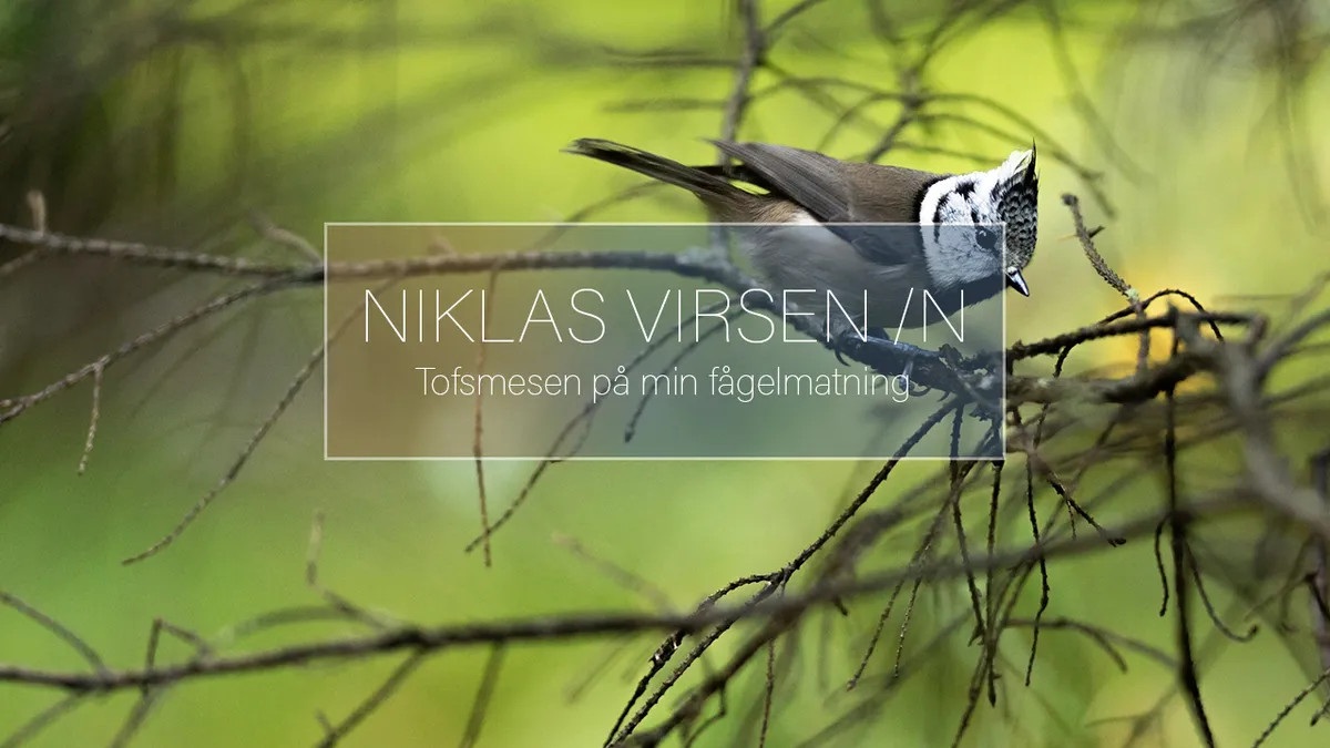 Tofsmesen på min fågelmatning.