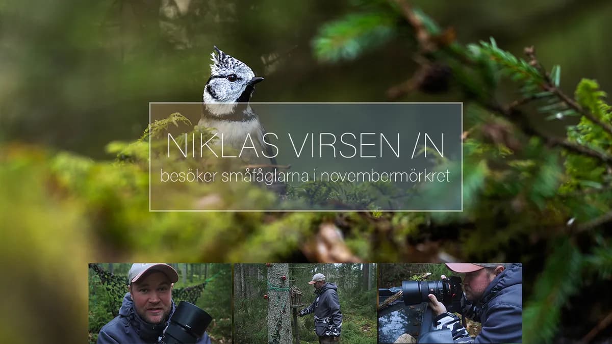 Besöker småfåglarna i novembermörkret – Tips & råd kring fågelfotografering.