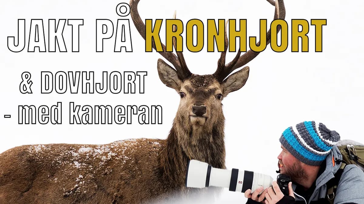 Jakt på kronhjort & dovhjort – med kameran.