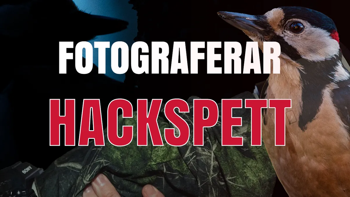 Fotograferar större hackspett & småfåglar från gömsle.