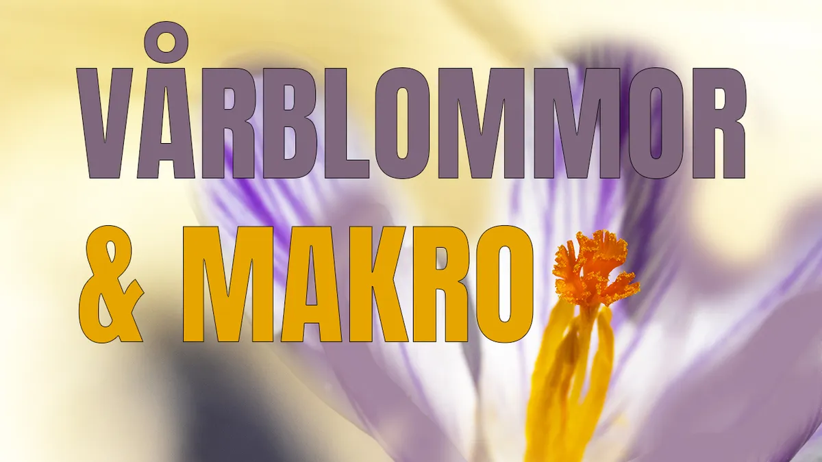Vårblommor & makro – Flera råd för bättre makrofoto.