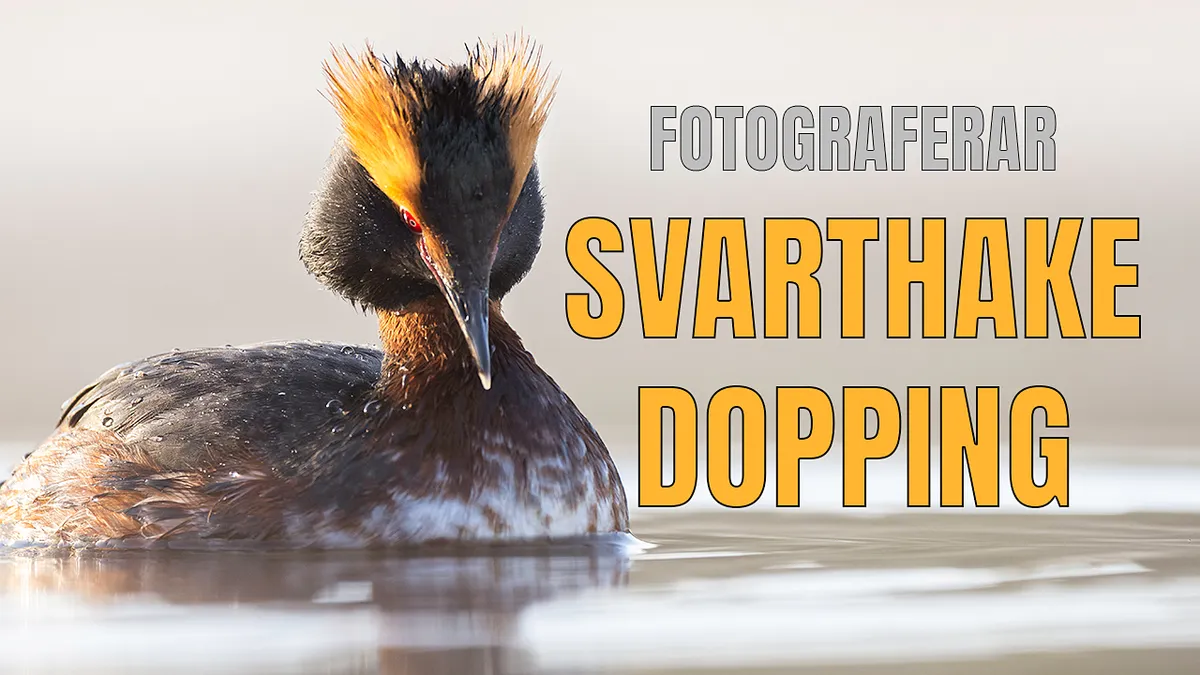 Fotograferar svarthakedopping i morgondimma.
