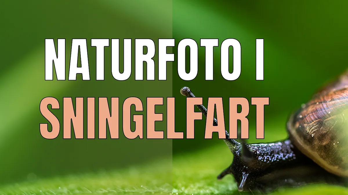 Naturfoto i snigelfart med makro.