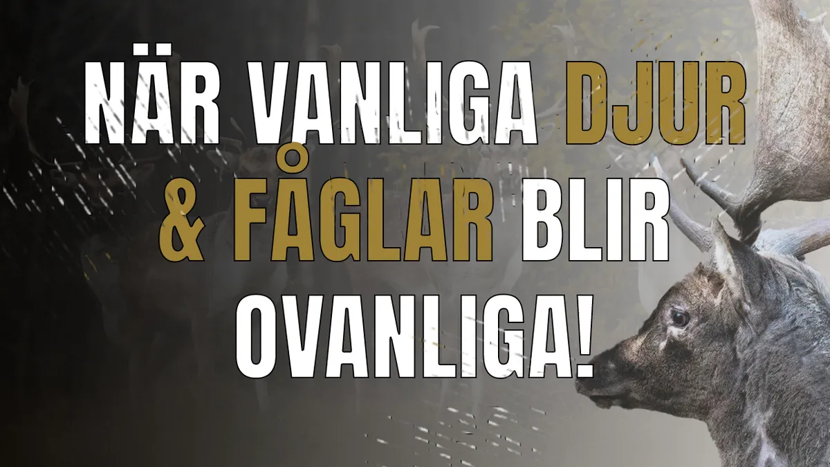 När vanliga djur & fåglar blir ovanliga.