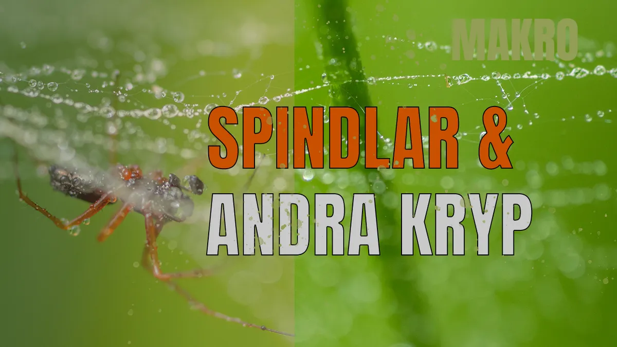 Spindlar & andra kryp – makrofoto.