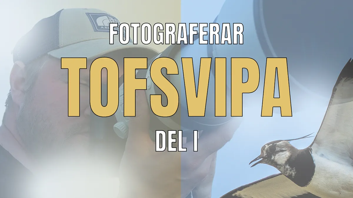 Fotograferar Tofsvipa – DEL I