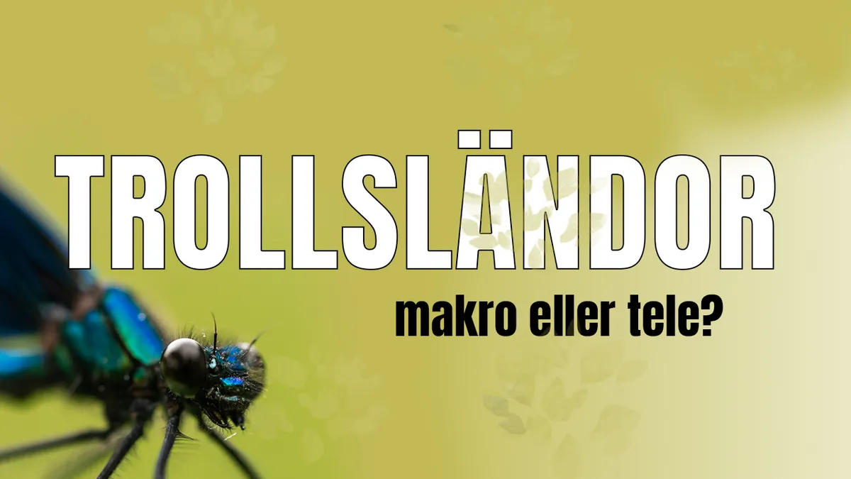 Trollsländor – Tele eller makro?