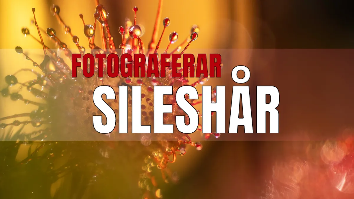 Fotograferar sileshår – kreativt.