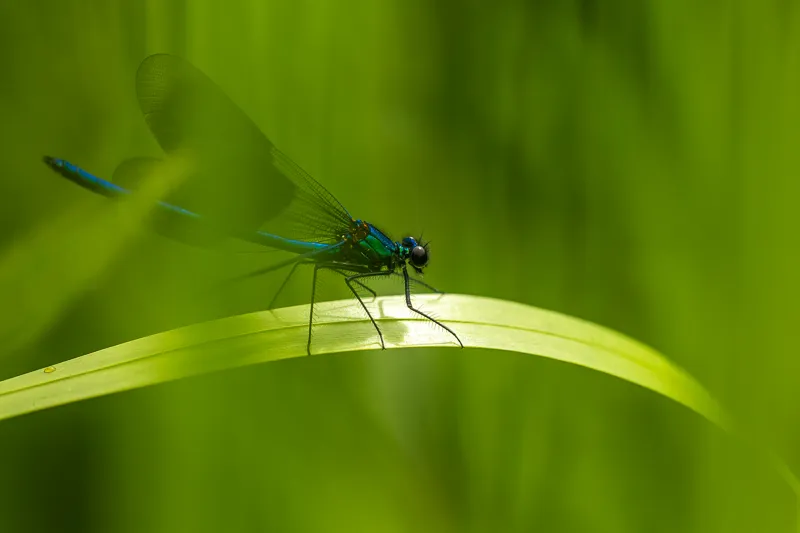 En viktig del av naturfotografin är artbestämning.