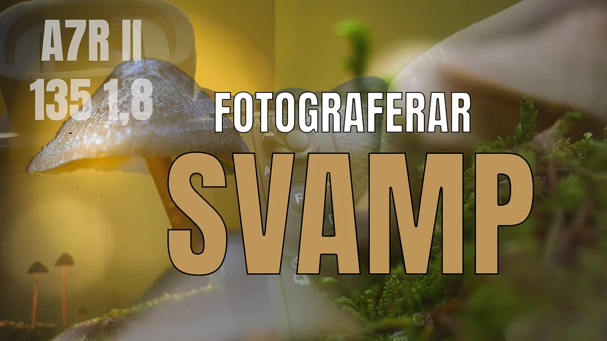 Fotograferar svamp – Mina bästa råd!