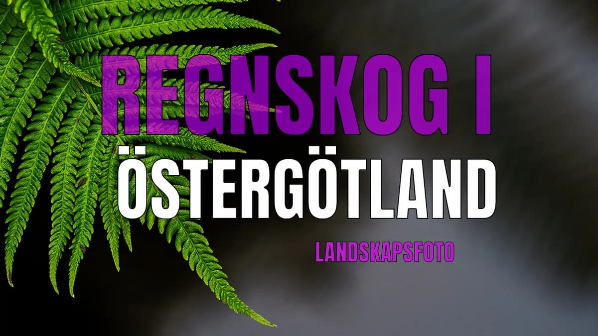 Regnskog i Östergötland – Landskapsfoto.