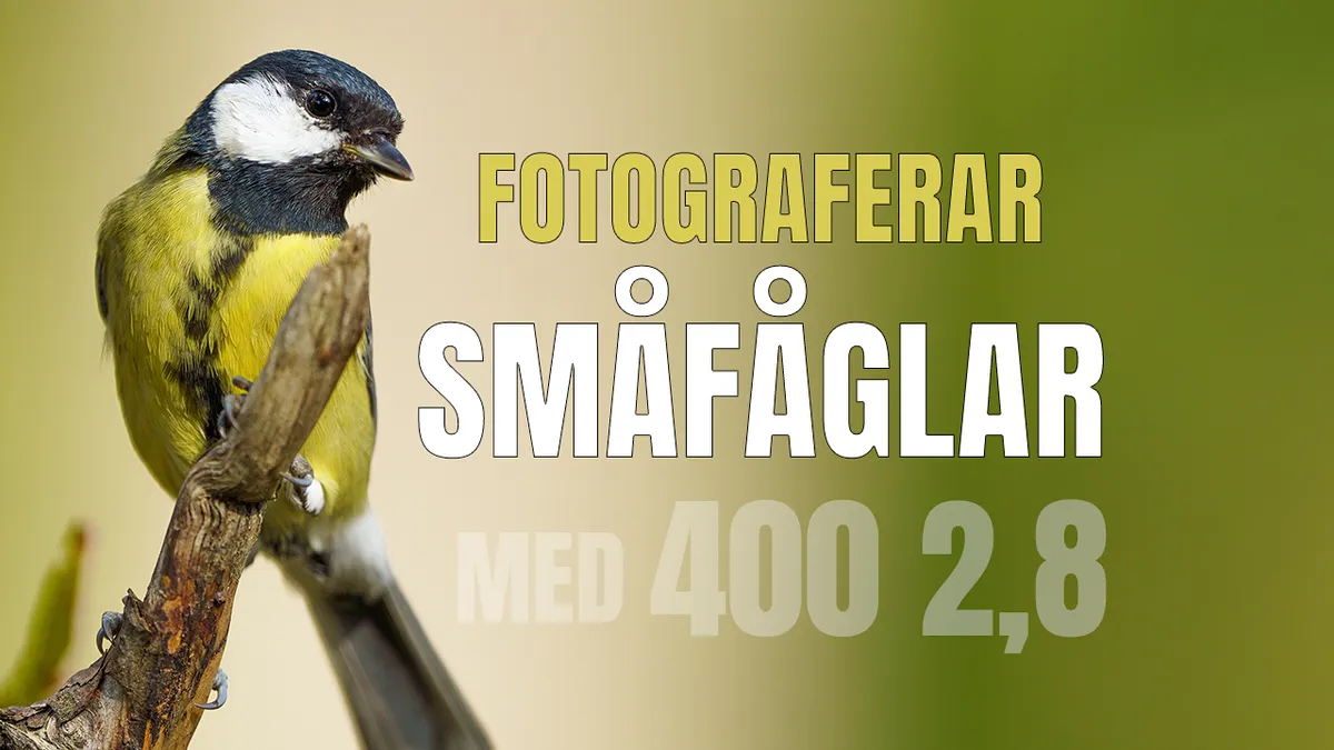 Jag fotograferar småfåglar med 400 2,8.
