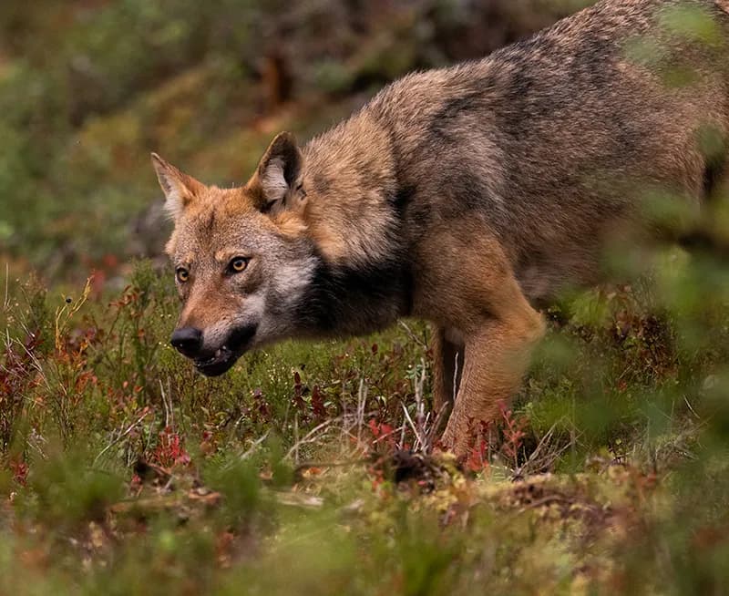 Vargmöte på björnresa i vilda Finland – Helene Antonsson & Andreas Petersson.