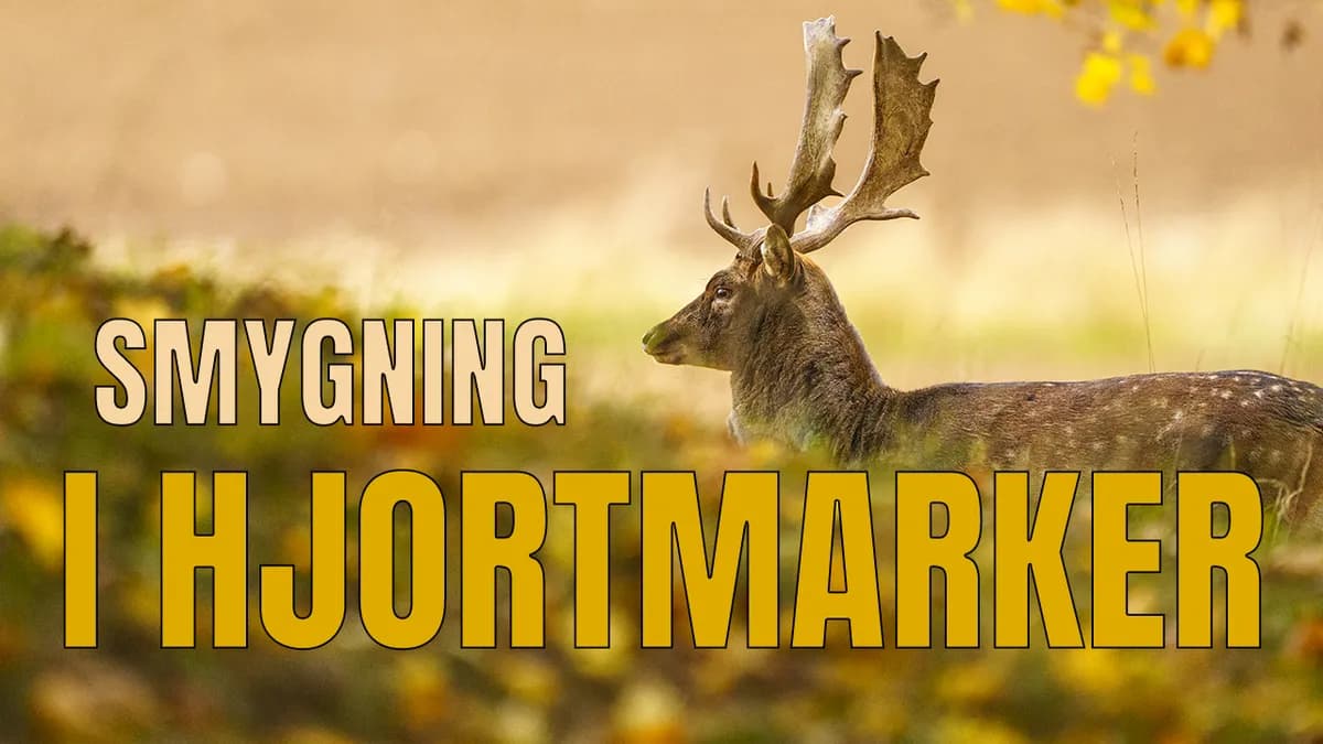Kronhjort & Dovhjort – Smyg i hjortmarker (beklagar ljudet).