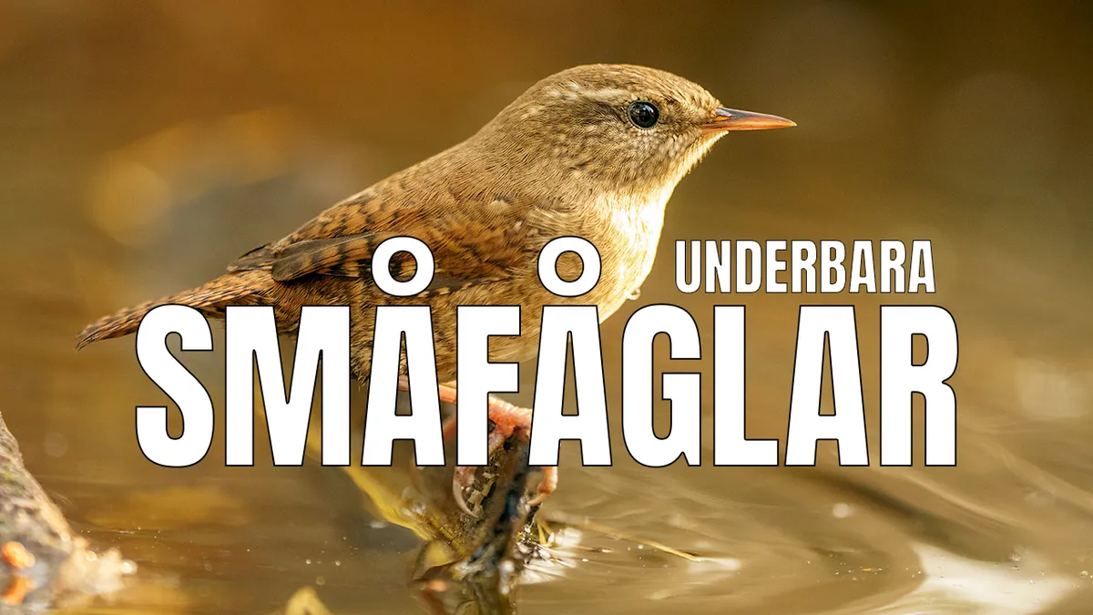 Underbara småfåglar – fotograferar i gömsle.