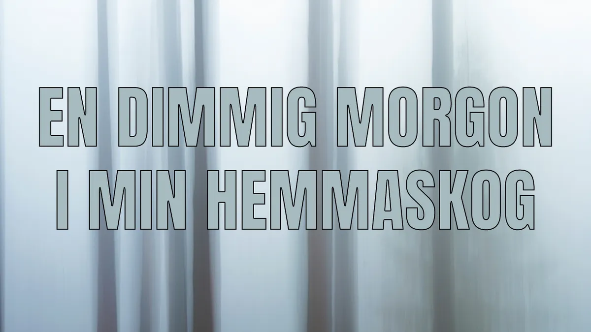 En dimmig morgon i min hemmaskog.