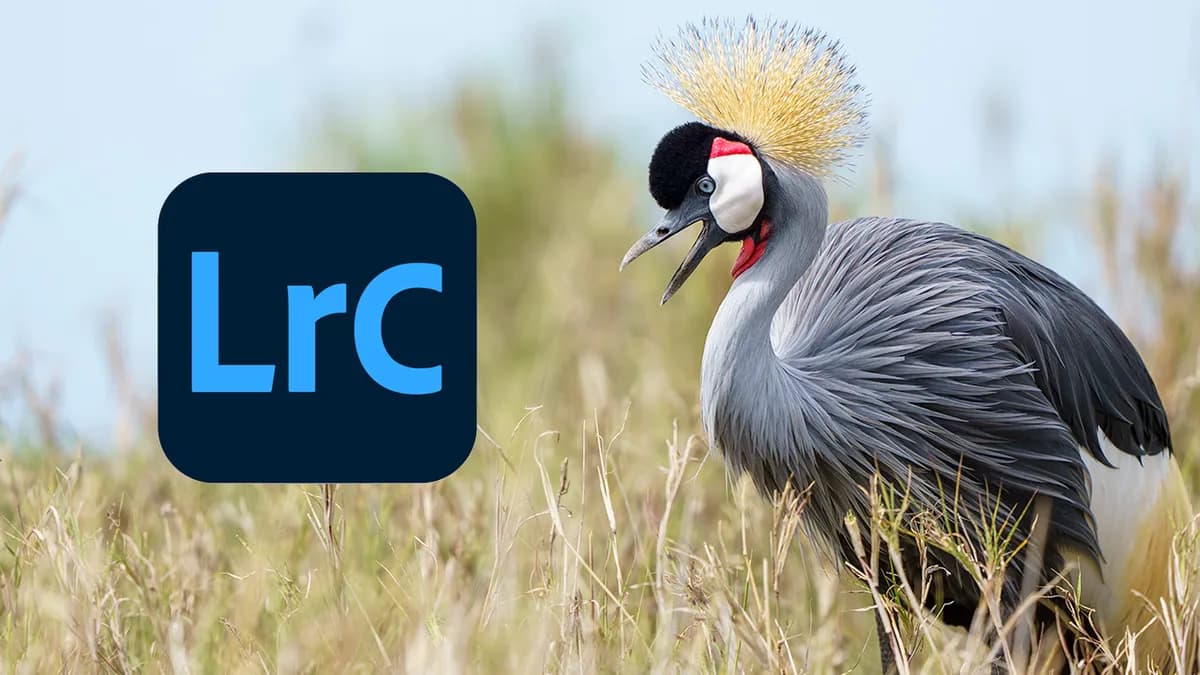 4 anledningar att välja Lightroom istället för Photoshop.