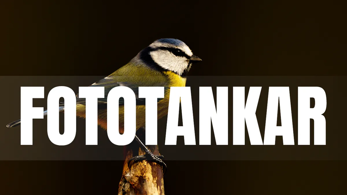 Fototankar i ett småfågelgömsle.