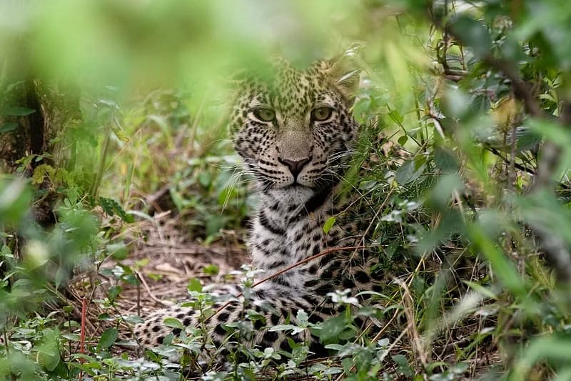 Mäktiga möten i Masai Mara.