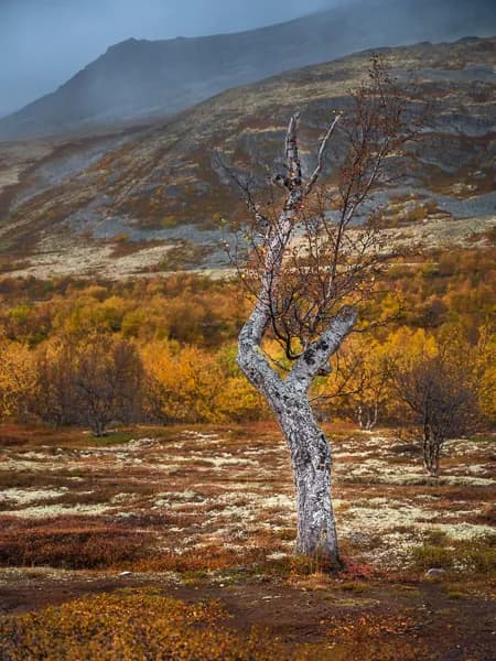 Rondane: fantastiska höstfärger och motiv i fjällmiljö