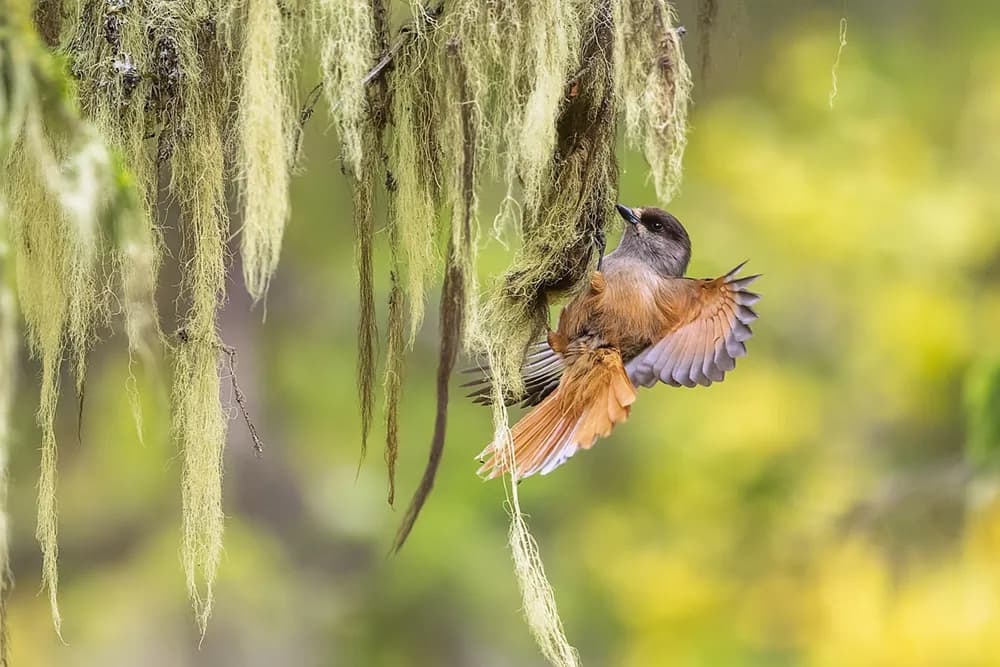 Fulufjället, lavskrikans urskogsparadis. Av: Barbro Nelly