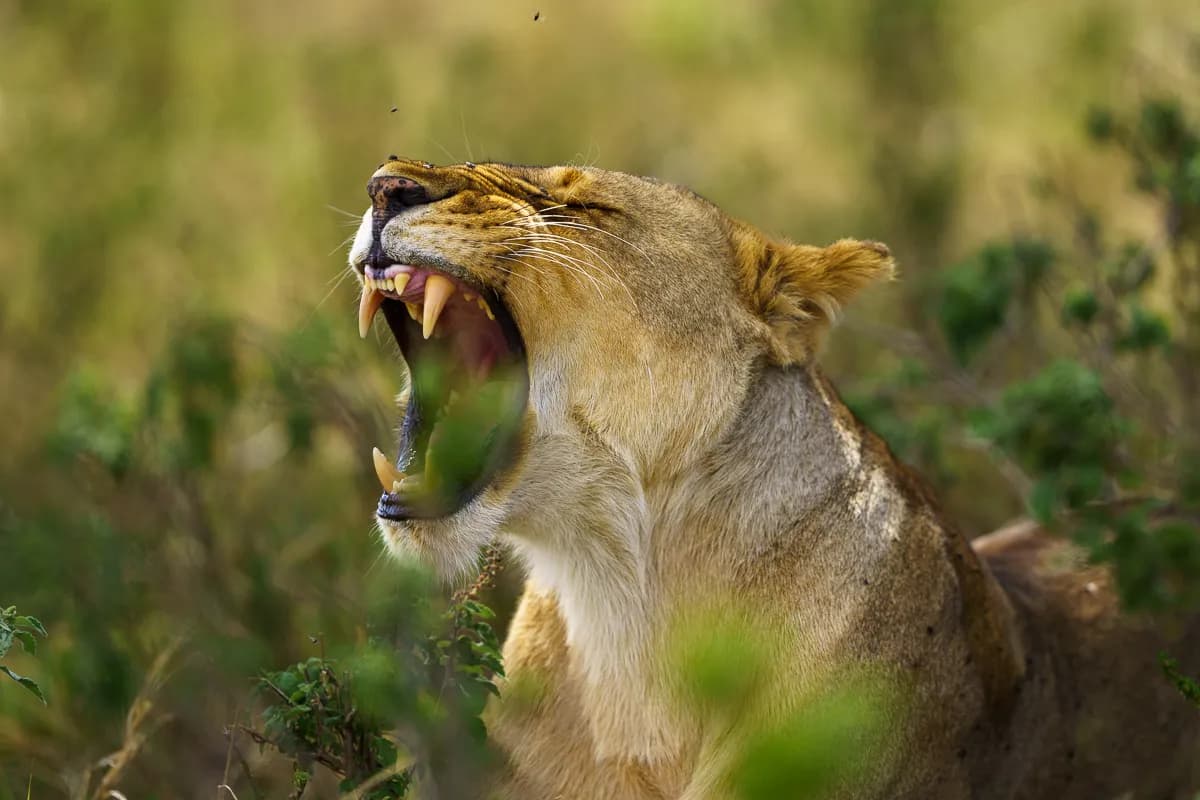 Masai Mara 2022 med Fröstad Naturfoto – det bästa alternativet?