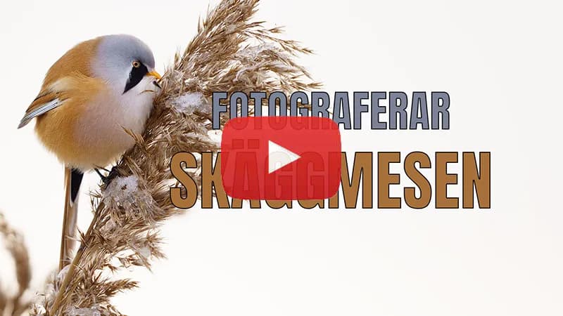 Fotograferar skäggmes – vassens lilla gynnare.