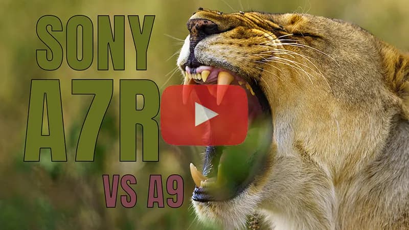 Därför valde jag Sony A7R istället för Sony A9.