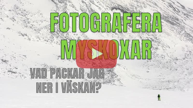 Fotografera myskoxar – vad packar jag ner i väskan?