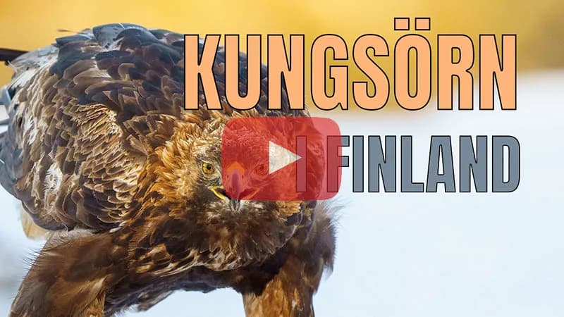 Fotograferar kungsörn i Finland.