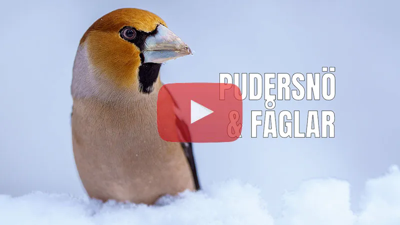 Pudersnö & fågelliv i Fröstads fågelgömsle.