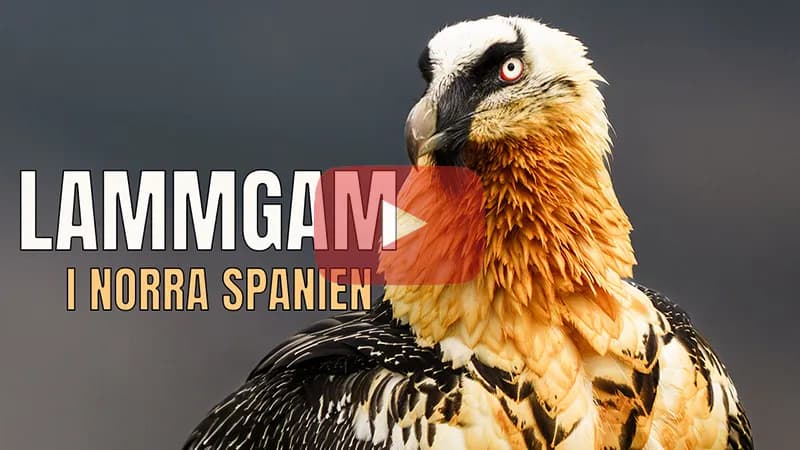 Fotograferar Lammgam i norra Spanien.