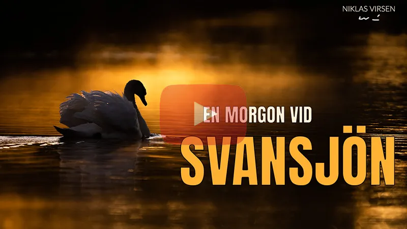 Fotograferar knöl- & sångsvan vid svansjön.