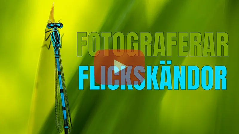 Fotograferar flicksländor vid Lillån.