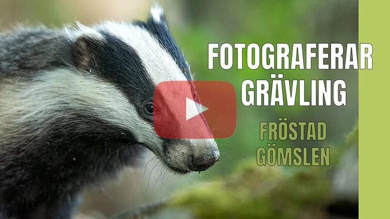 Fotograferar grävling i Fröstads grävlingsgömsle.