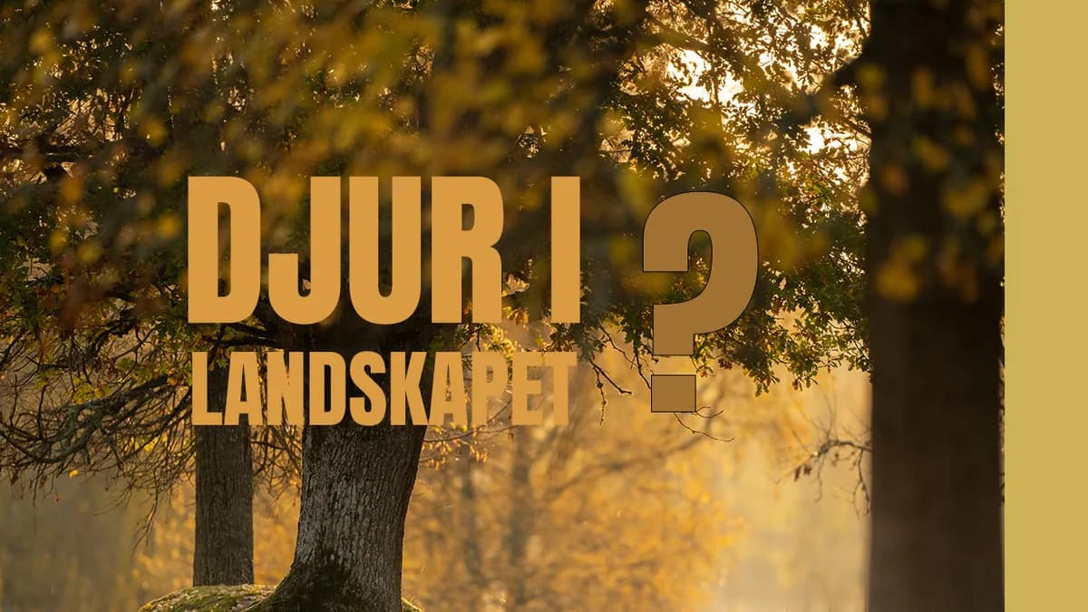 Fotografera djur i landskapet – mina råd!