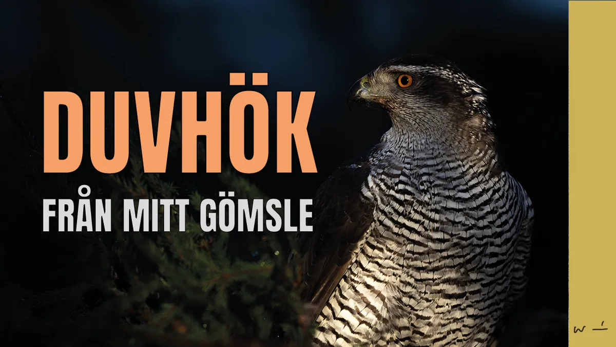 Fotograferar duvhök i mitt fotogömsle.